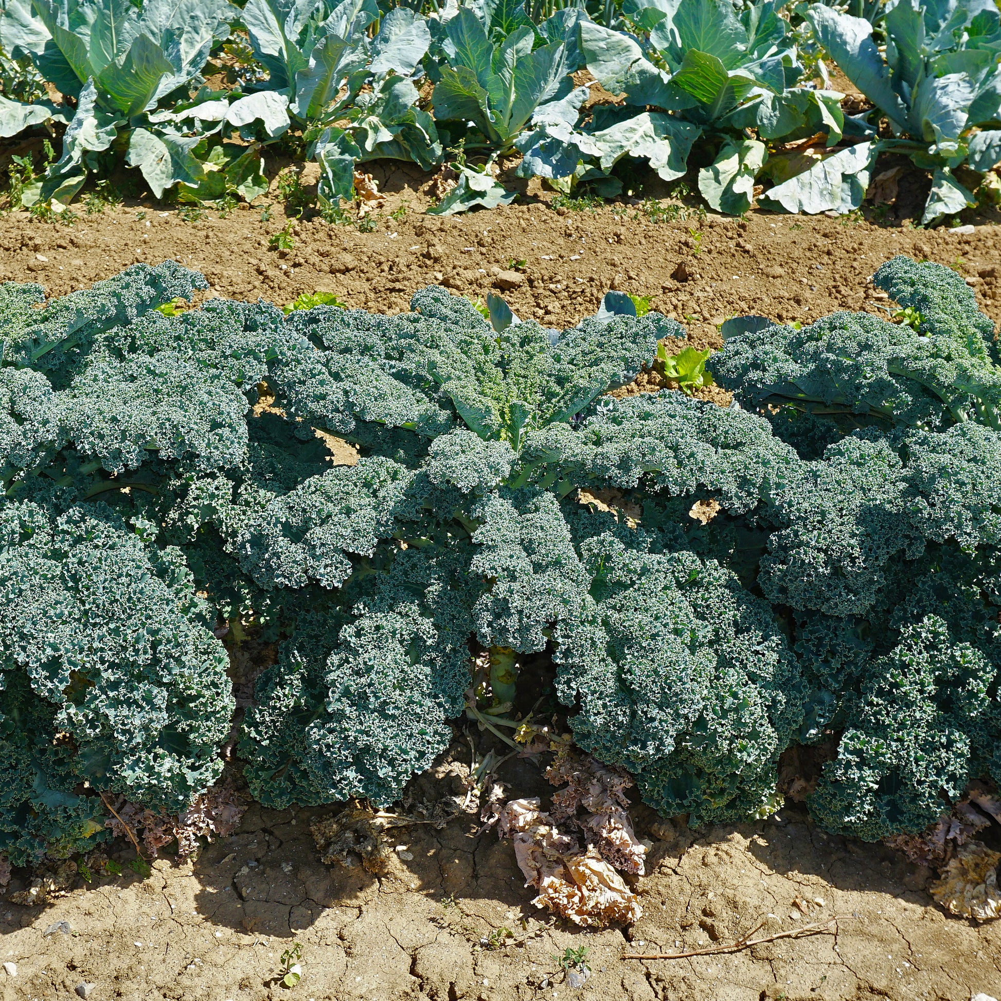 Zaden Boerenkool 'Westlandse Herfst' - Brassica oleracea sabauda westlandse  herfst kale