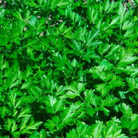 Gewone Peterselie Commun 2 - Petroselinum crispum Commun 2 - Bakker