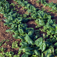 Spinazie 'Nores' - Beta vulgaris nores - Bakker