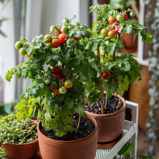 Kerstomaat 'Tiny Tim' - Bakker