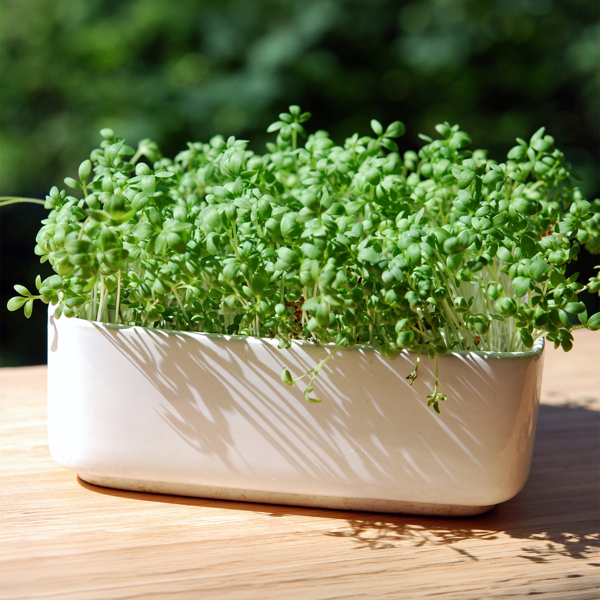 Grootbladige tuinkers