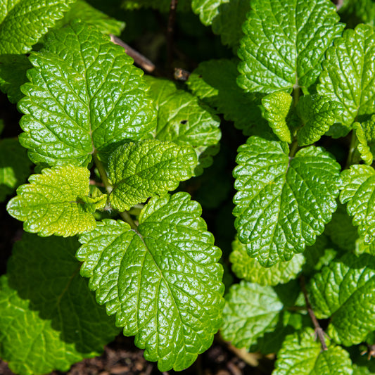 Citroenmelisse - Bakker