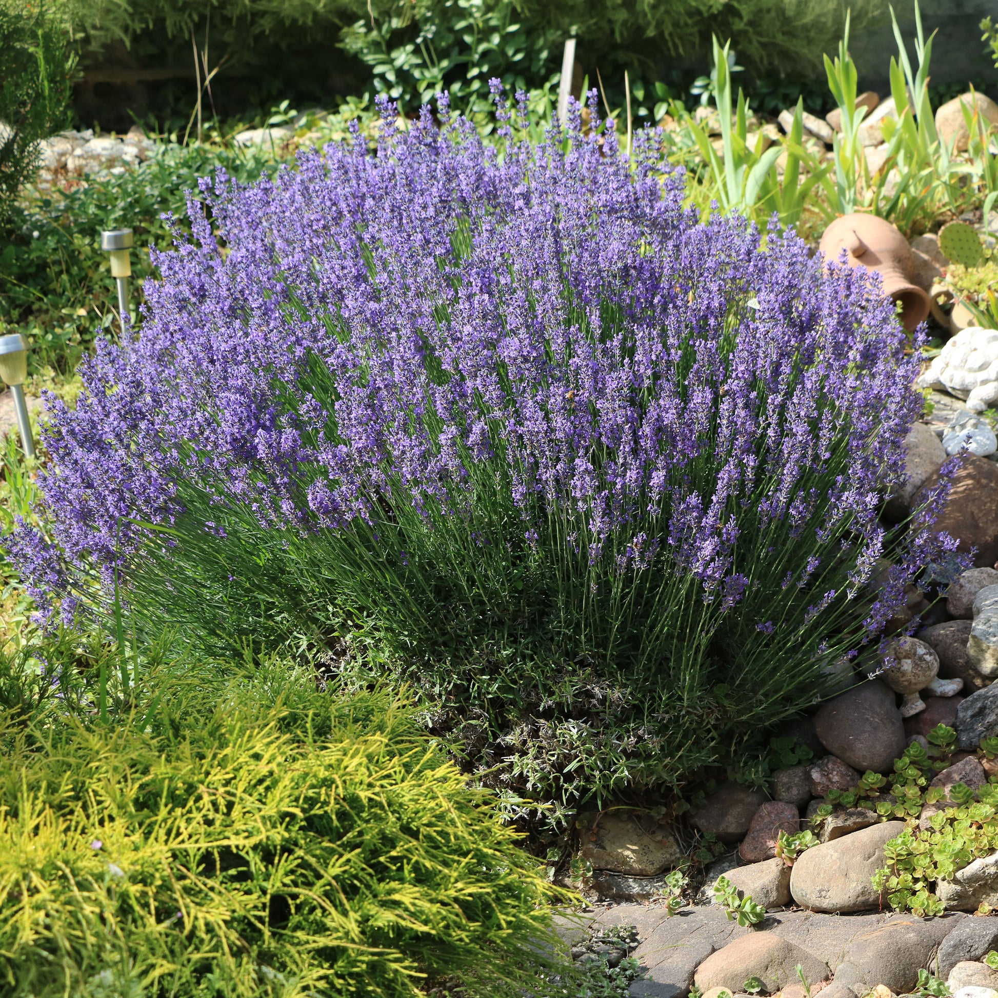 Lavendel - Bakker