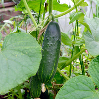 Komkommer 'Marketmore' - Cucumis sativus marketmore - Bakker