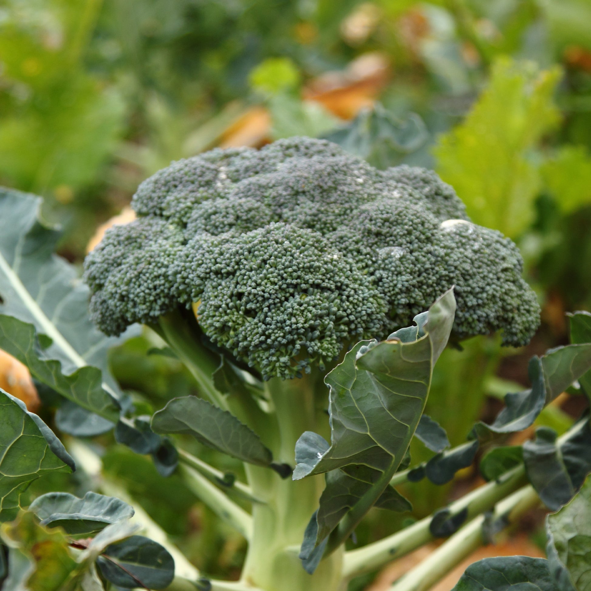 300 Broccoli zaden - Brassica oleracea calabrese natalino - Bakker