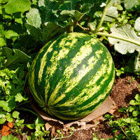 Watermeloenzaden - Watermeloen 'Crimson Sweet' - Citrullus lanatus Crimson Sweet