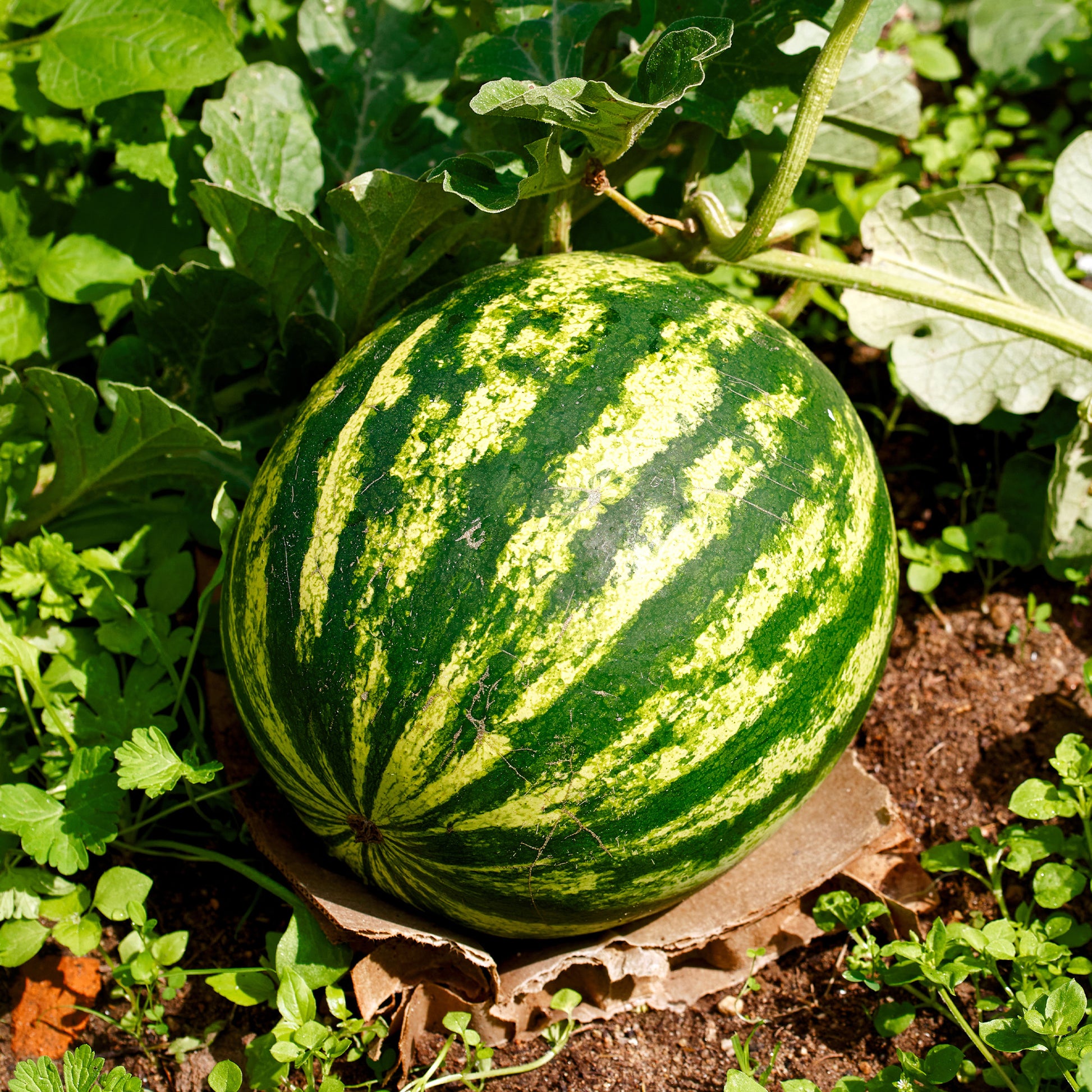 Watermeloenzaden - Watermeloen 'Crimson Sweet' - Citrullus lanatus Crimson Sweet