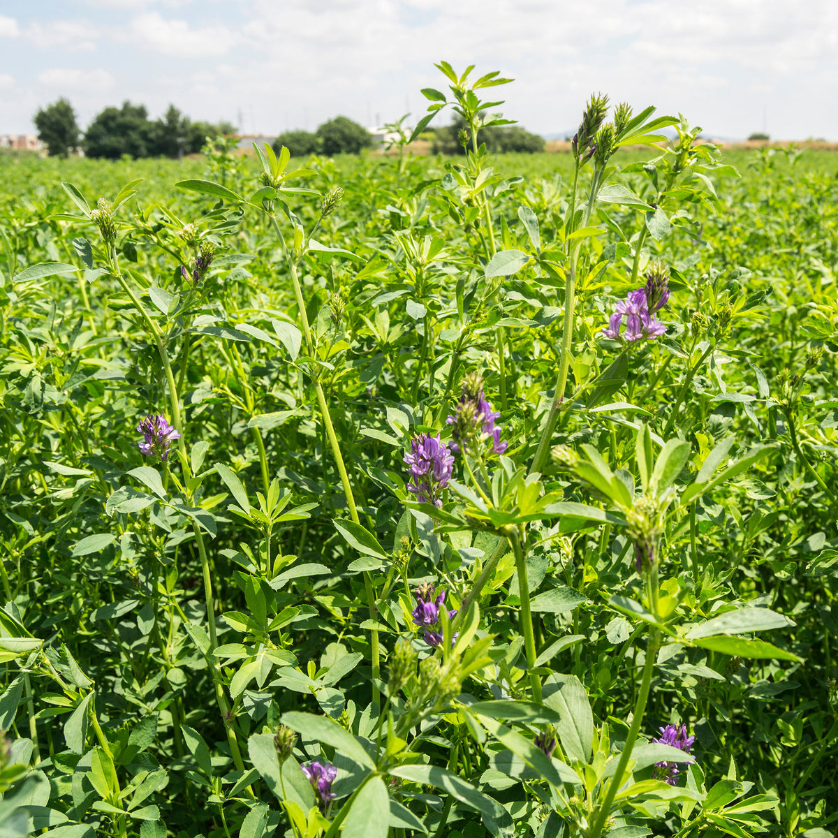 Medicago sativa - Alfalfa Medicago sativa - Kiemgroente