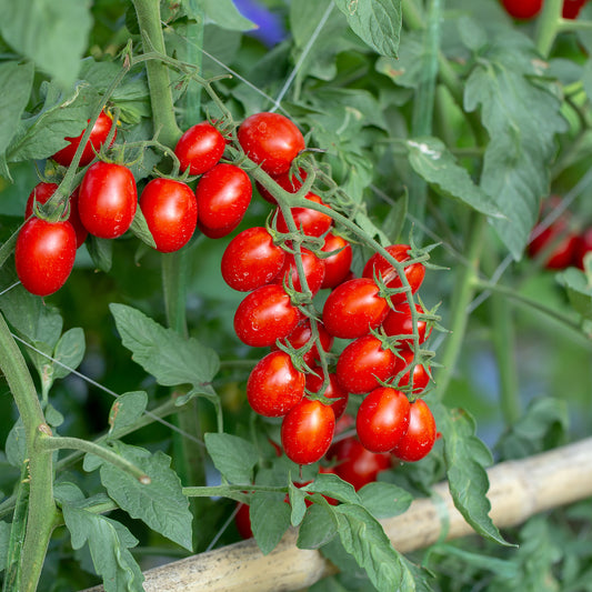 Cherrytomaat 'Koralik'