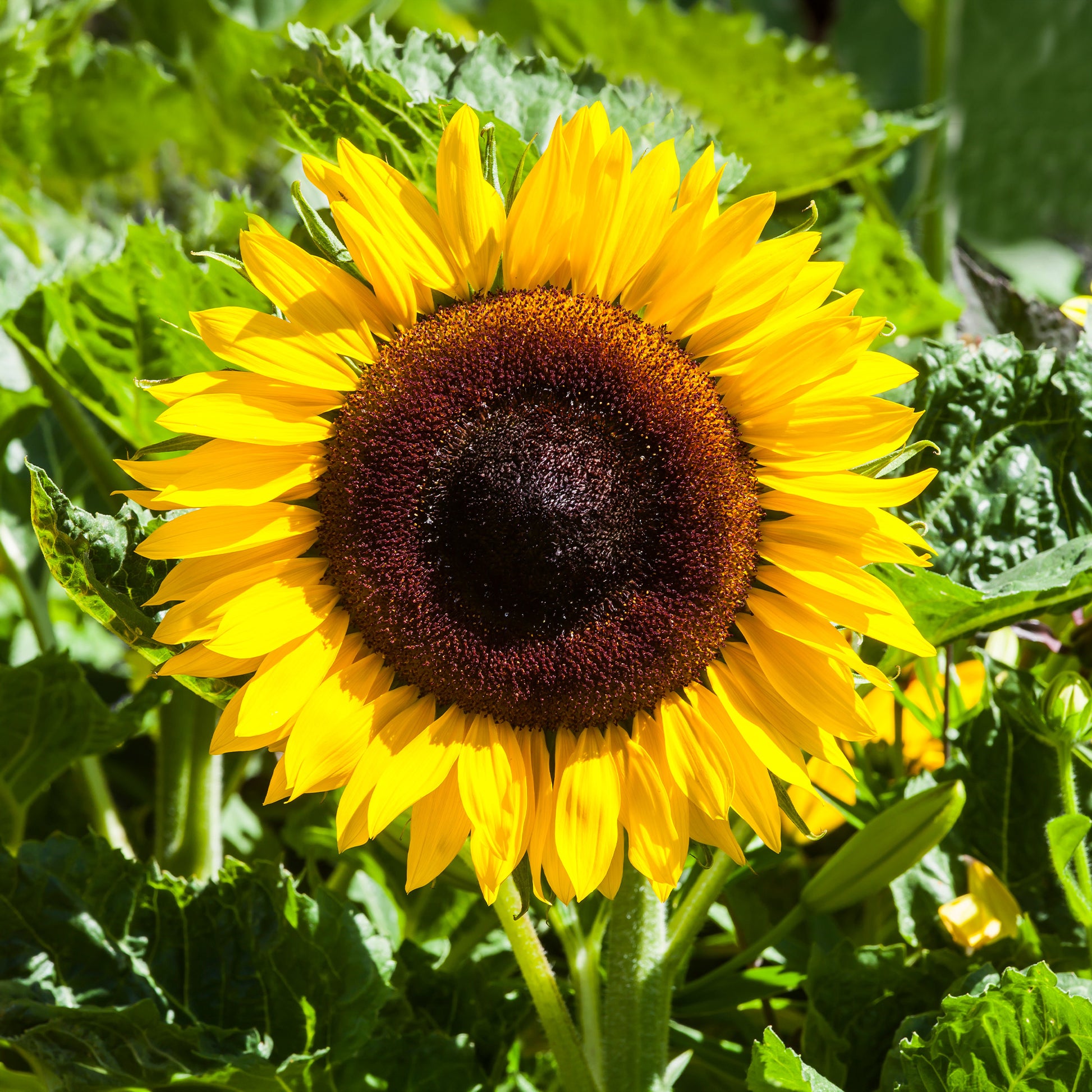Zonnebloem 'Unifloris Giganteus' - Bakker