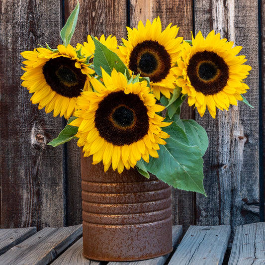 Zonnebloem 'Sunspot' - Bakker