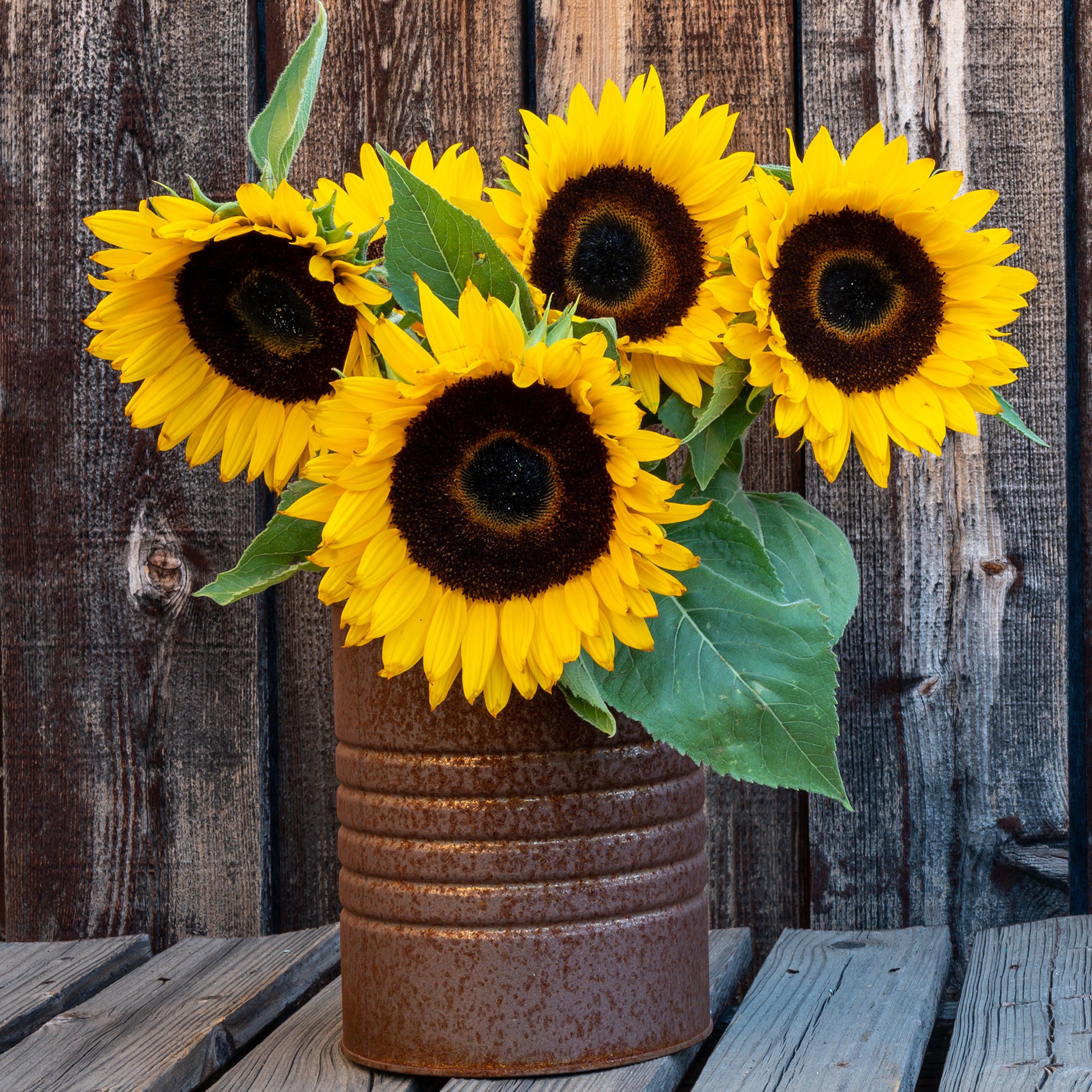 Zonnebloem 'Sunspot' - Bakker