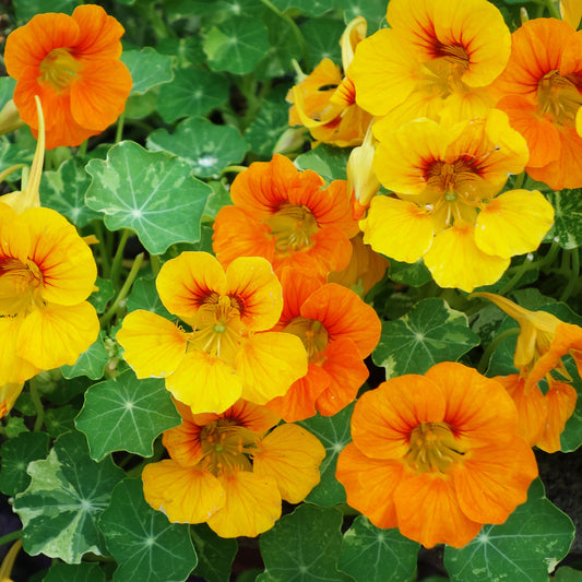 Oostindische kers - Bakker