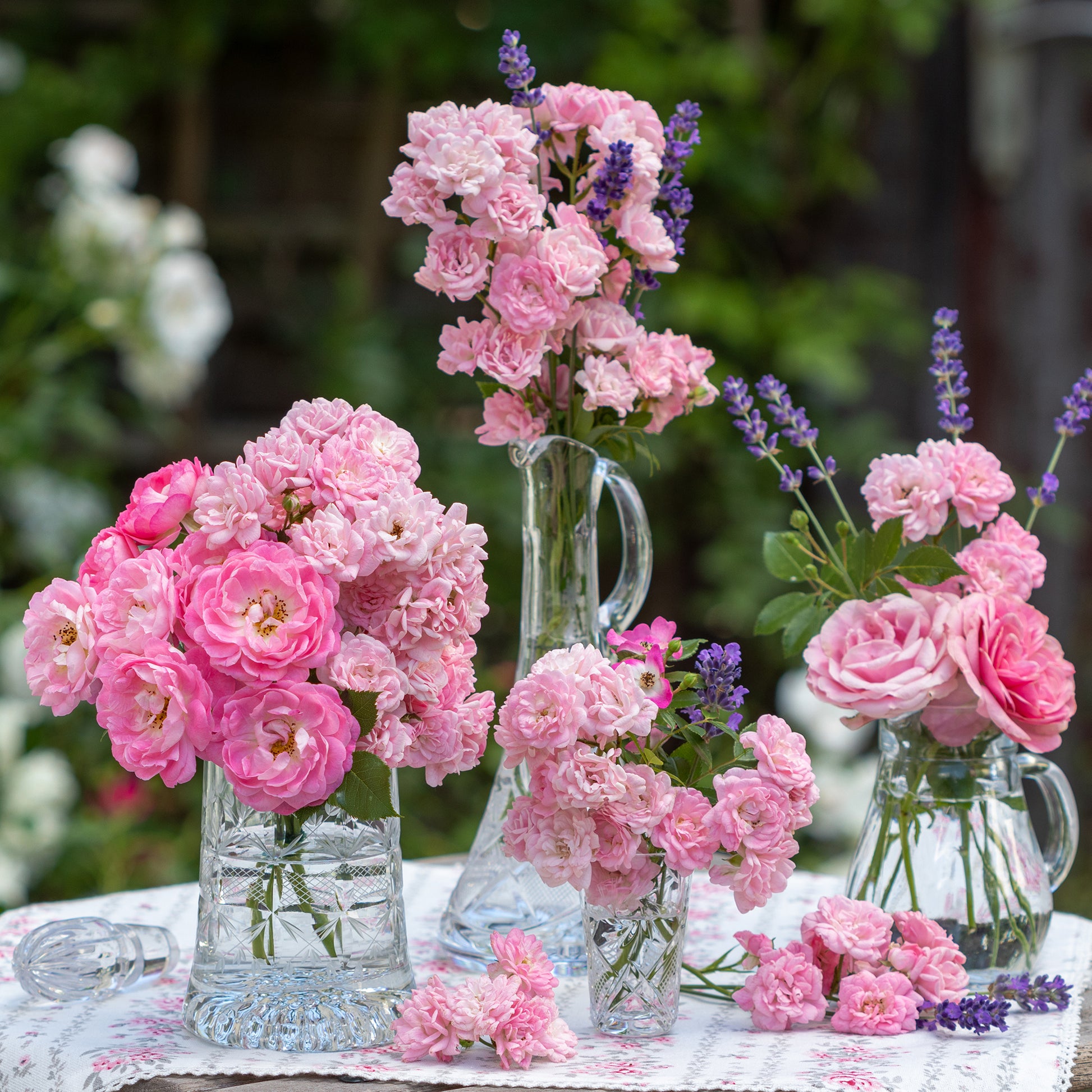 Verkoop Bodembedekkende rozen - Bodembedekkende roos 'The Fairy'®