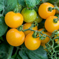 Tomaten pakket Solanum 'Toffe Tomaten' - Groentezaden - Bakker