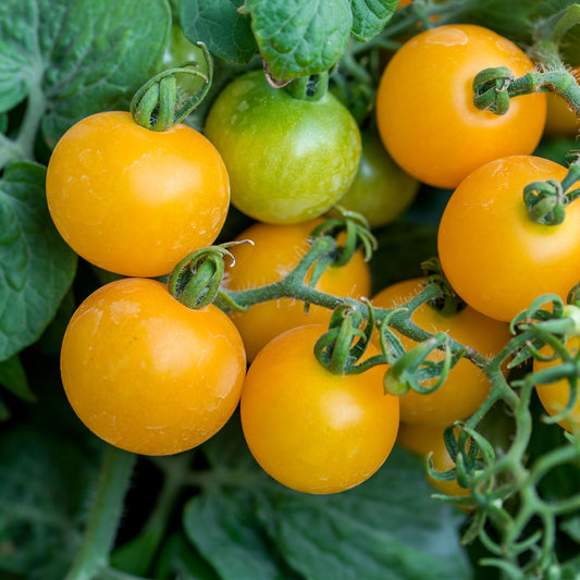 Tomaten pakket Solanum 'Toffe Tomaten' - Groentezaden - Bakker