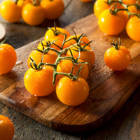 Tomaten pakket Solanum 'Toffe Tomaten' - Groentezaden - Solanum lycopersicum cocktail raisins jaunes - Bakker