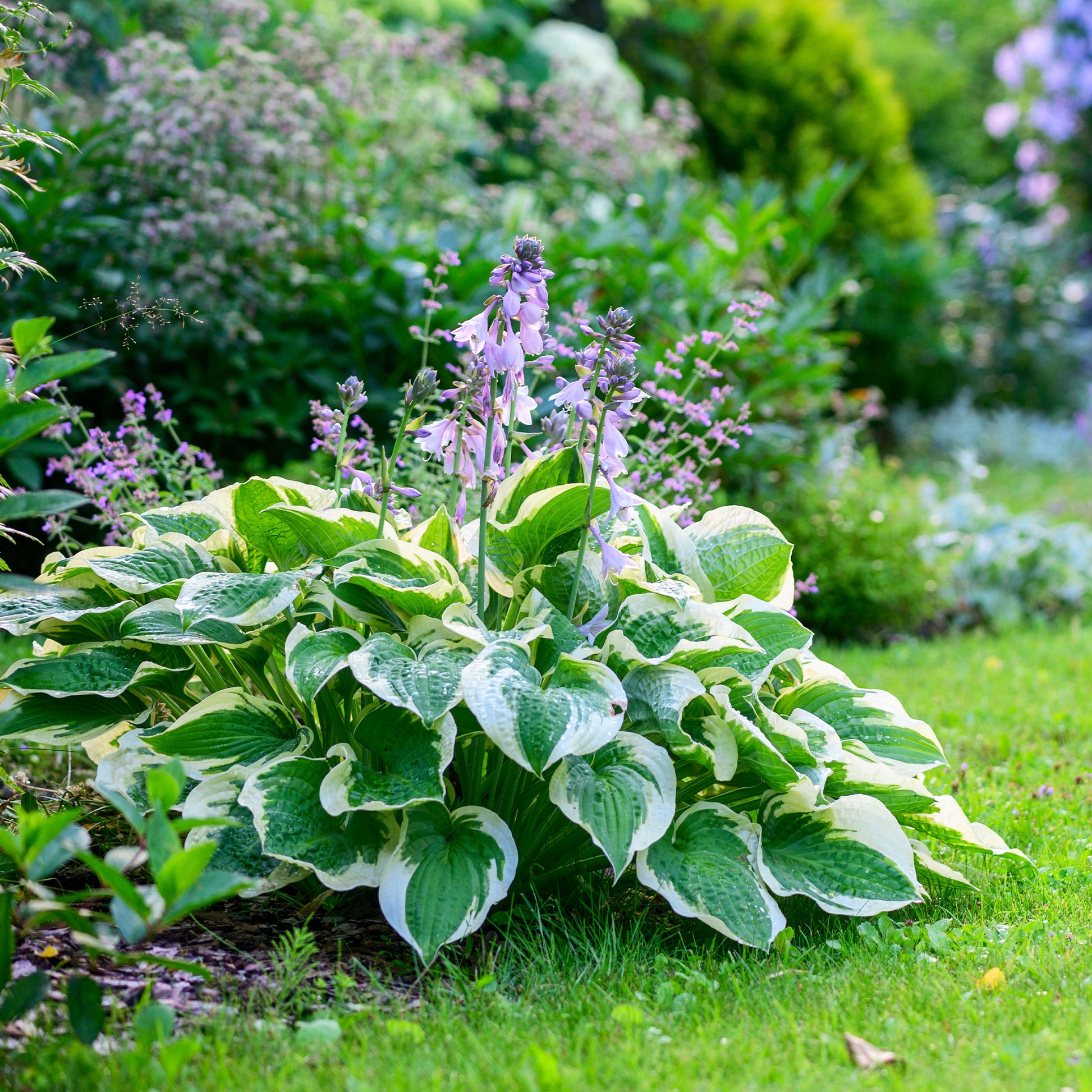 Hosta hybride patriot - Hartlelie 'Patriot' - Hosta - Hartlelie