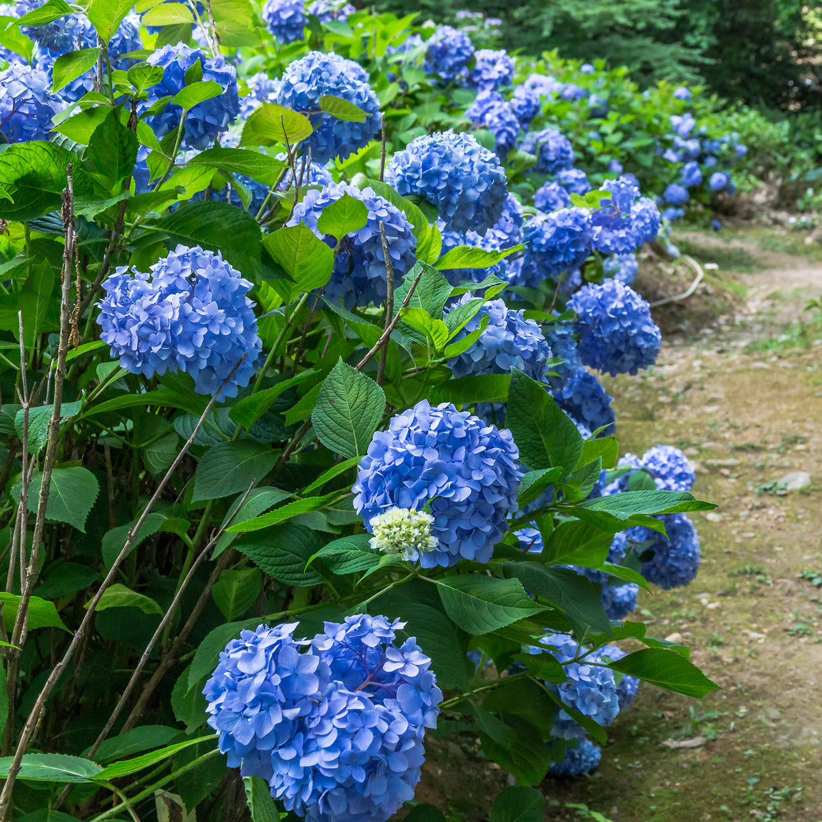 Blauwe Boerenhortensia