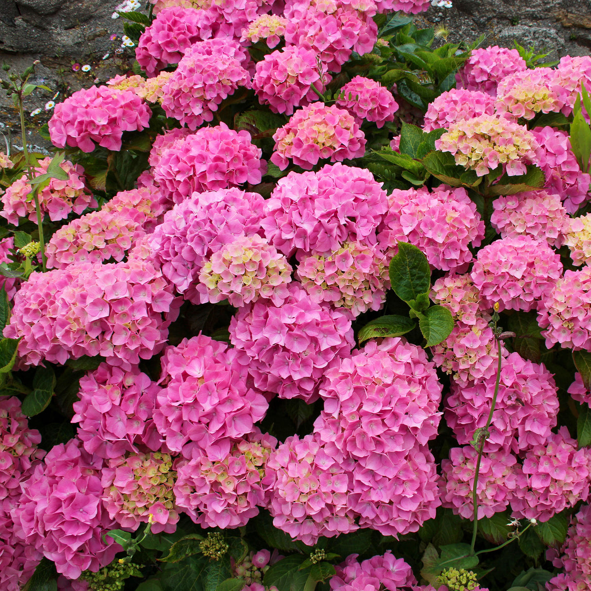 Verkoop Roze Boerenhortensia - Hydrangea macrophylla
