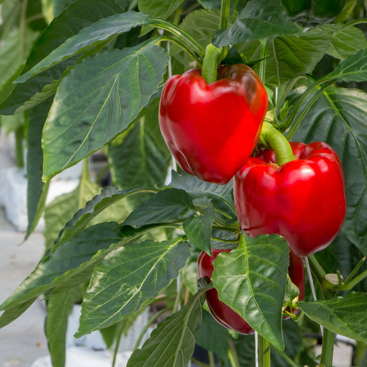 Paprika pakket Capsicum 'Plezierige Paprika' - Biologisch 10 m² - Groentezaden - Bakker