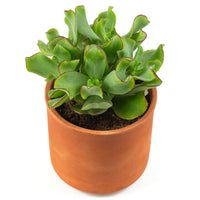 Jadeplant - Bakker