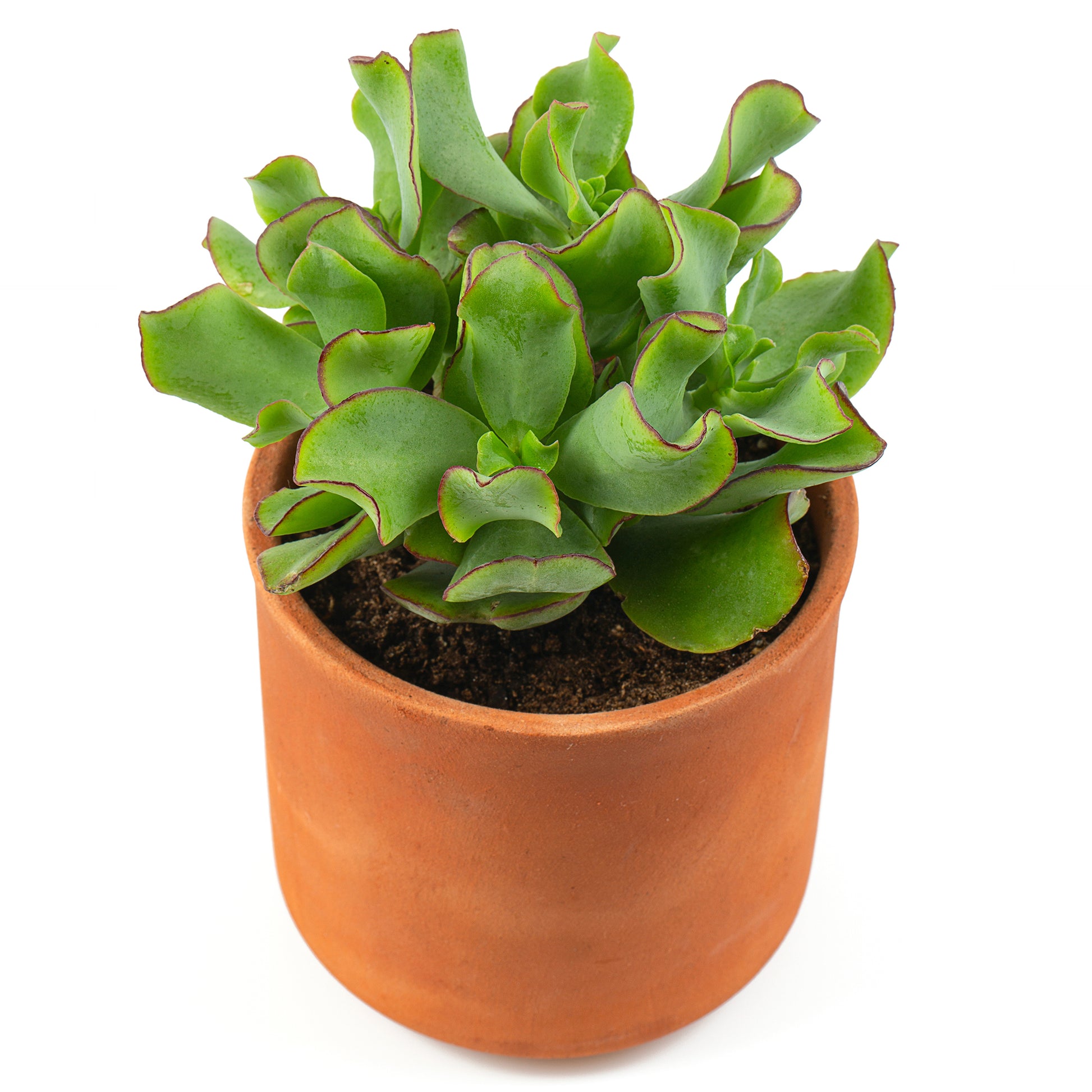Jadeplant - Bakker