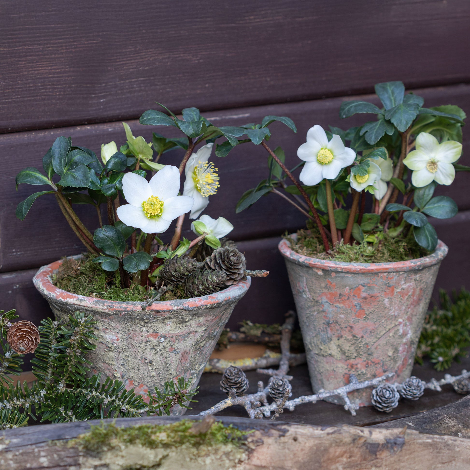 Helleborus 'Christmas Carol' - Bakker