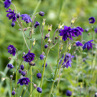 Akelei 'Blue Barlow' - Aquilegia vulgaris Blue Barlow - Bakker