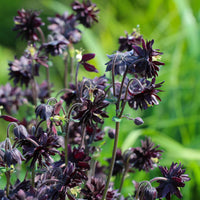 Verkoop Akelei 'Black Barlow' - Aquilegia vulgaris Black Barlow