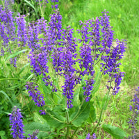 Veldsalie - Salvia pratensis - Bakker