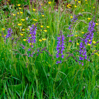 Salie - Veldsalie - Salvia pratensis
