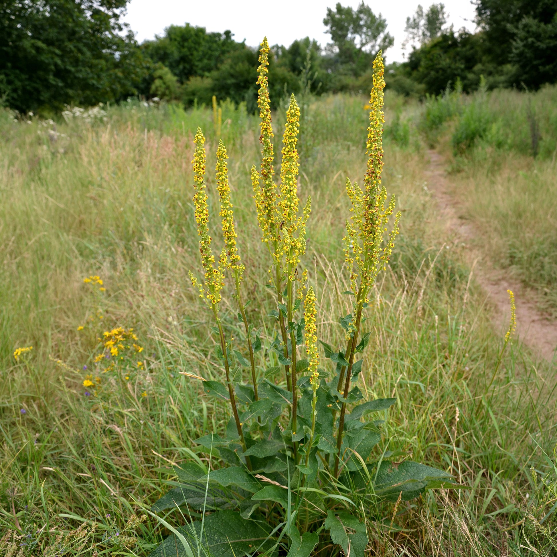 Zwarte toorts - Bakker