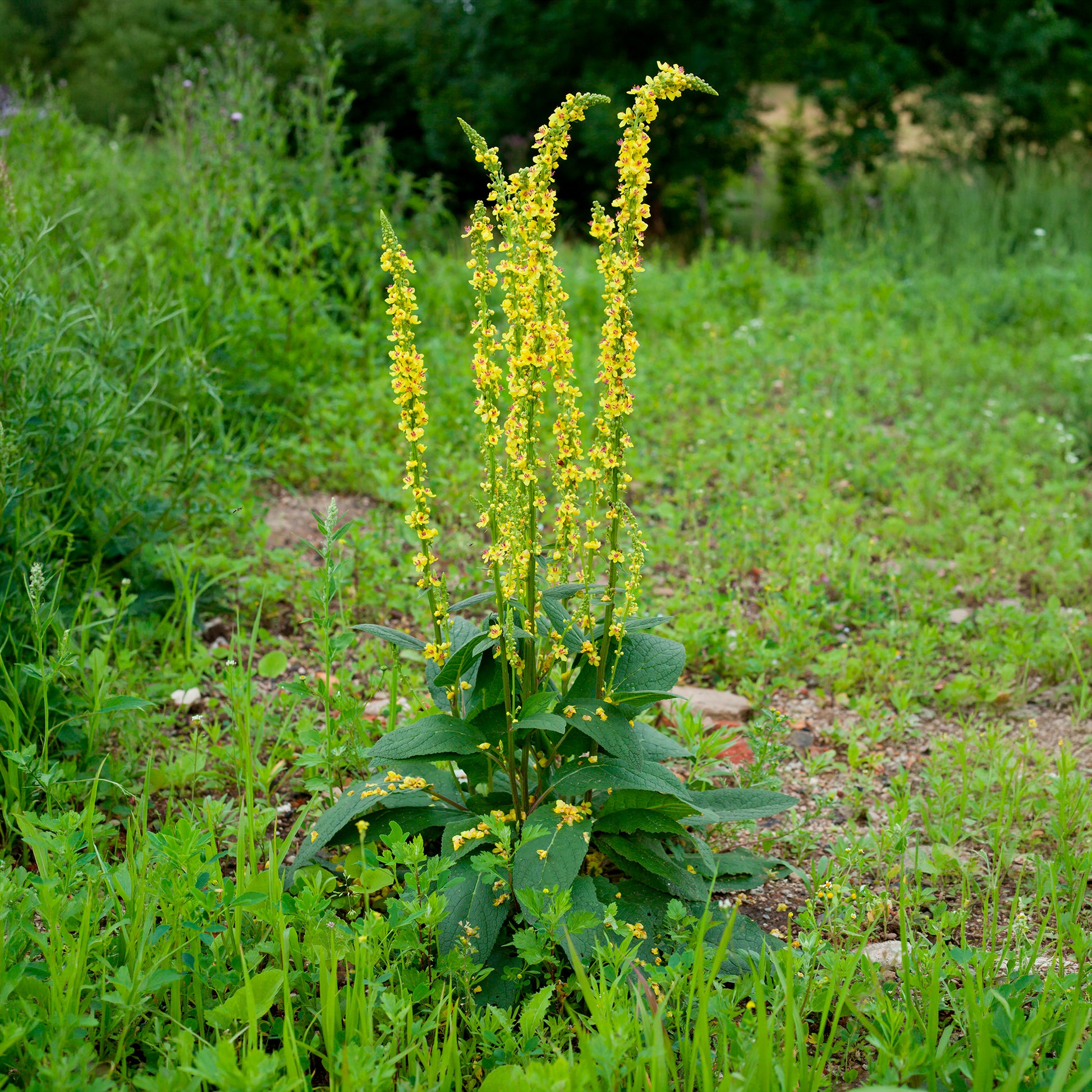 Vaste planten - Zwarte toorts - Verbascum nigrum