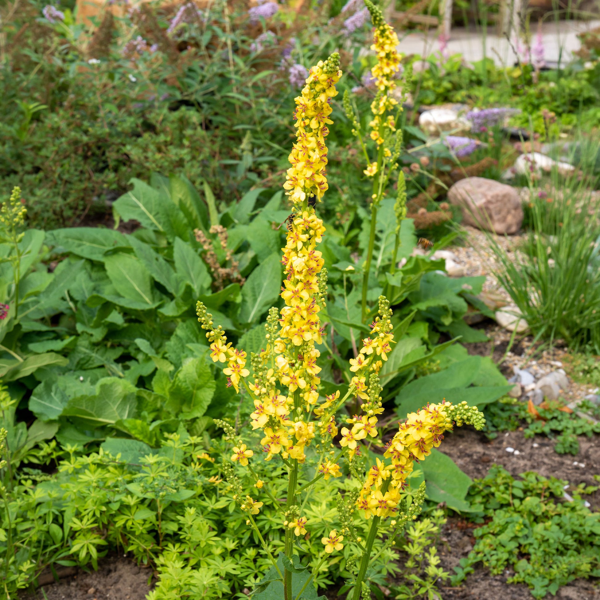Verbascum nigrum - Zwarte toorts - Vaste planten