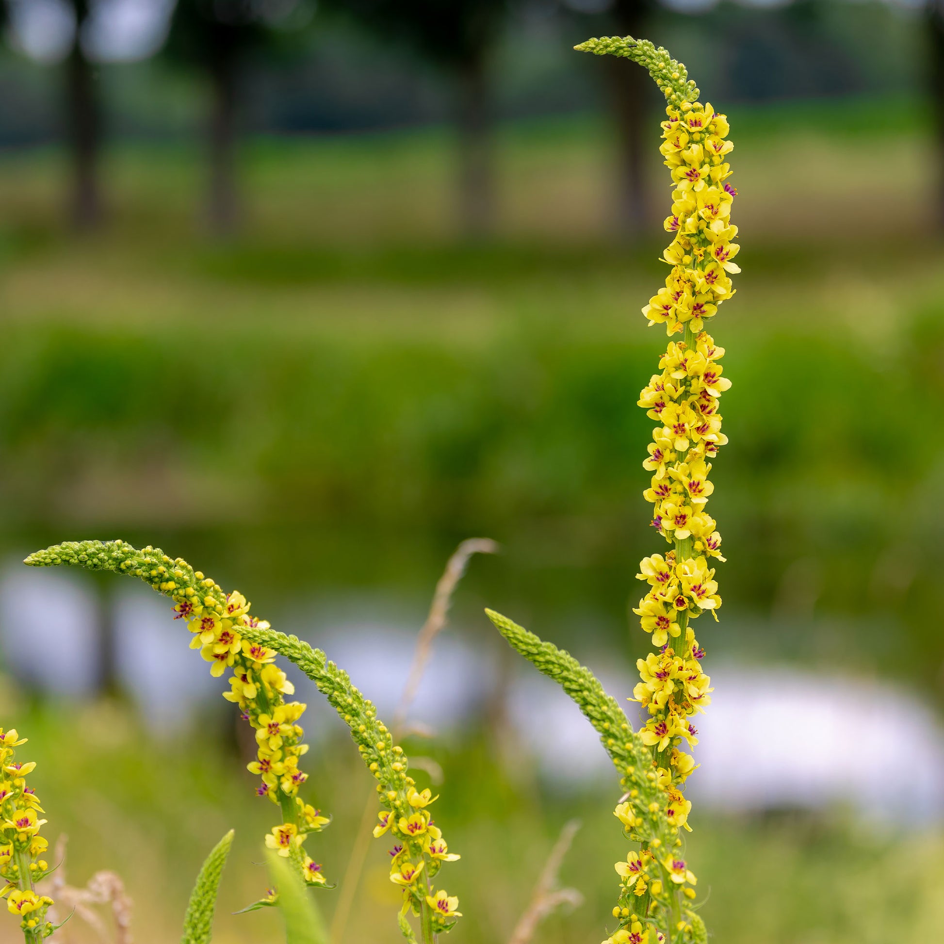 Zwarte toorts - Verbascum nigrum - Bakker
