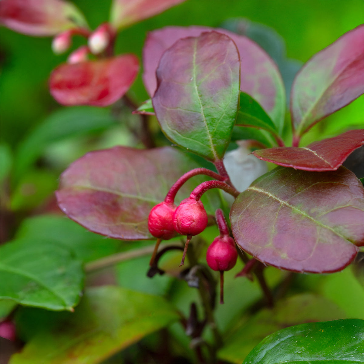 Gaultheria procumbens Big Berry - Bergthee 'Big Berry' - Bloeiende heesters