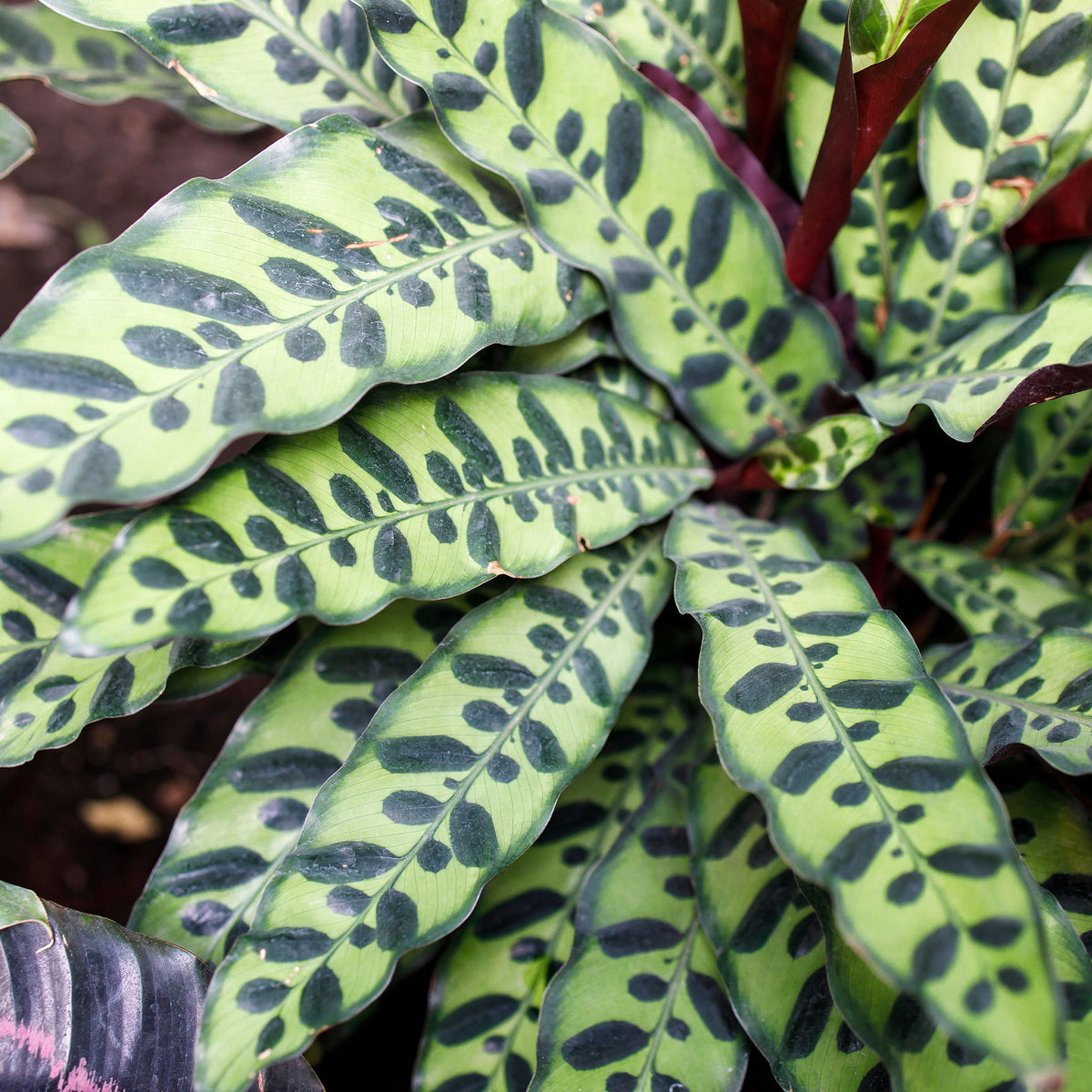 Pauwenplant 'Insigne' - Calathea insignis - Bakker