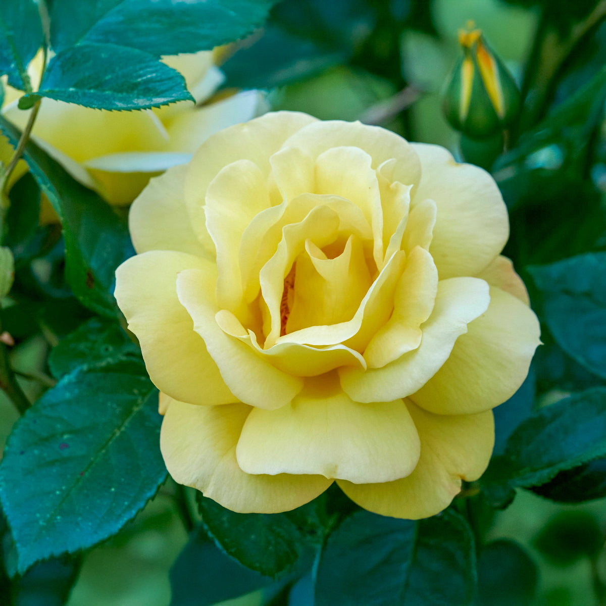 Struikroos Rosa 'Arthur Bell' - Rosa arthur bell - Bakker