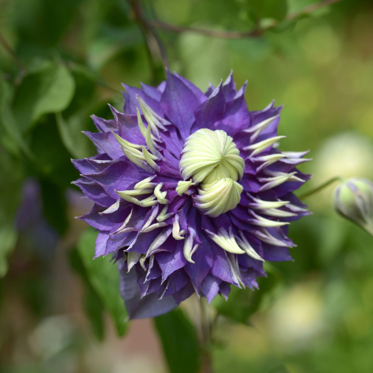 Bosrank 'Taiga' - Clematis Taïga - Bakker