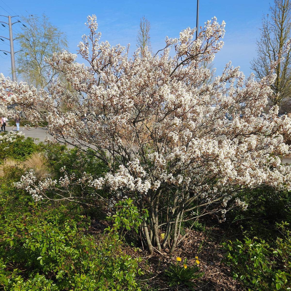 Krentenboom - Bakker