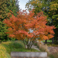 Verkoop Krentenboom - Amelanchier lamarckii