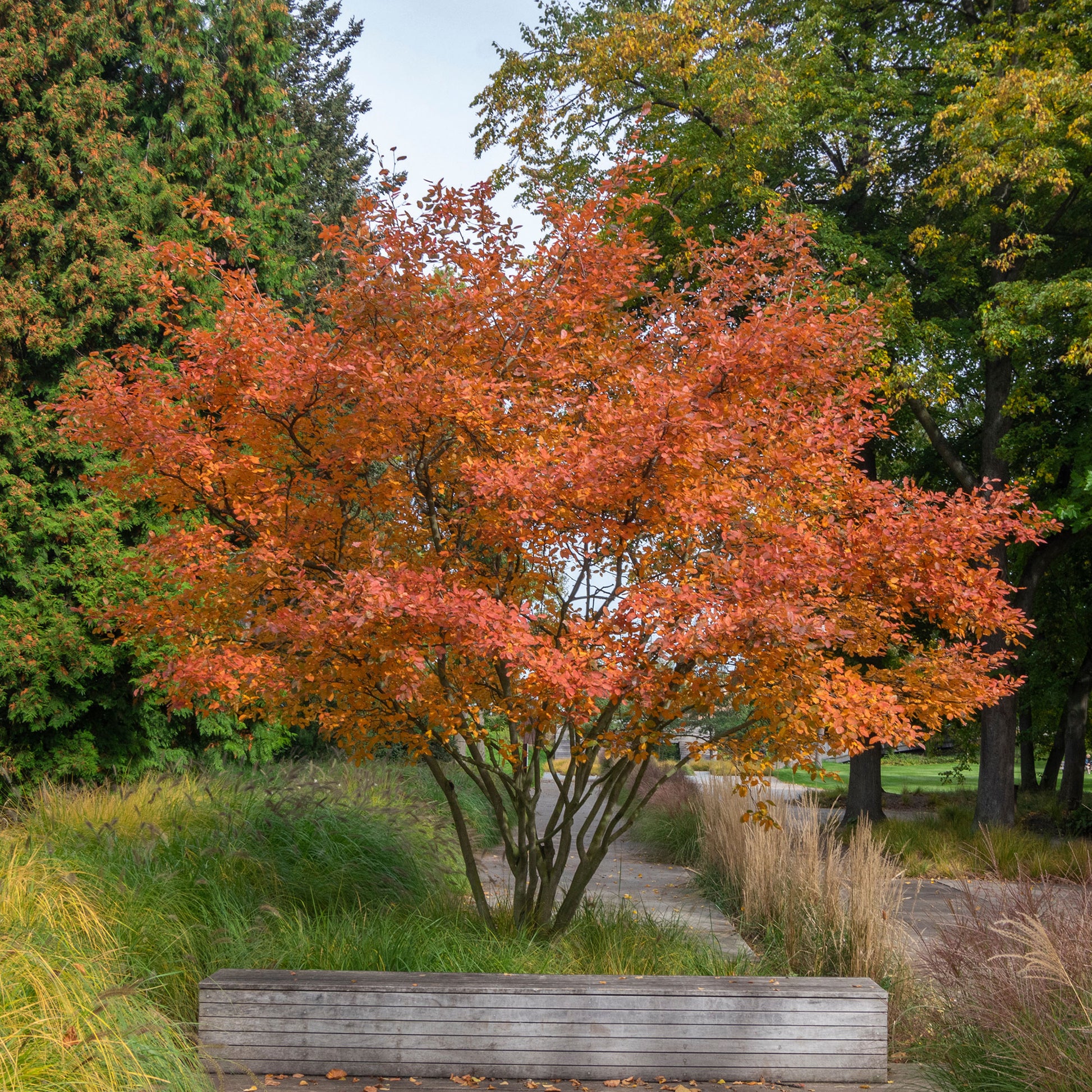 Verkoop Krentenboom - Amelanchier lamarckii