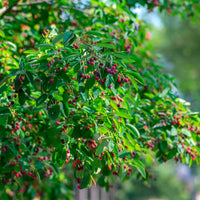 Krentenboom - Bloeiende heesters - Bakker