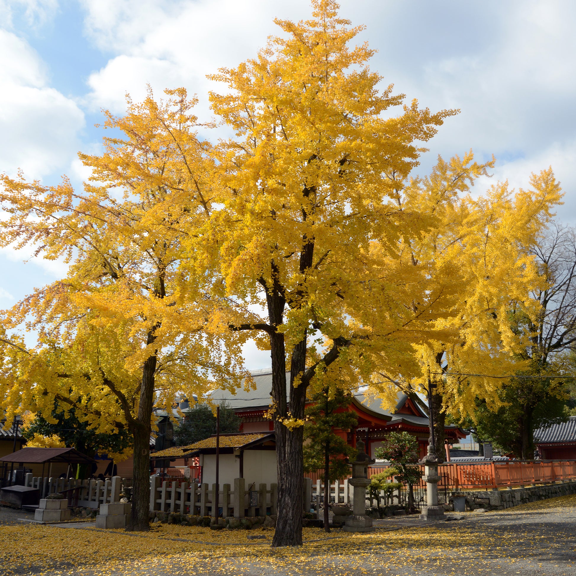 Japanse notenboom - Ginkgo - Bloeiende heesters - Bakker