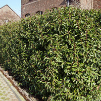 Portugese laurier 'Angustifolia' (x3) - Prunus lusitanica angustifolia - Bakker