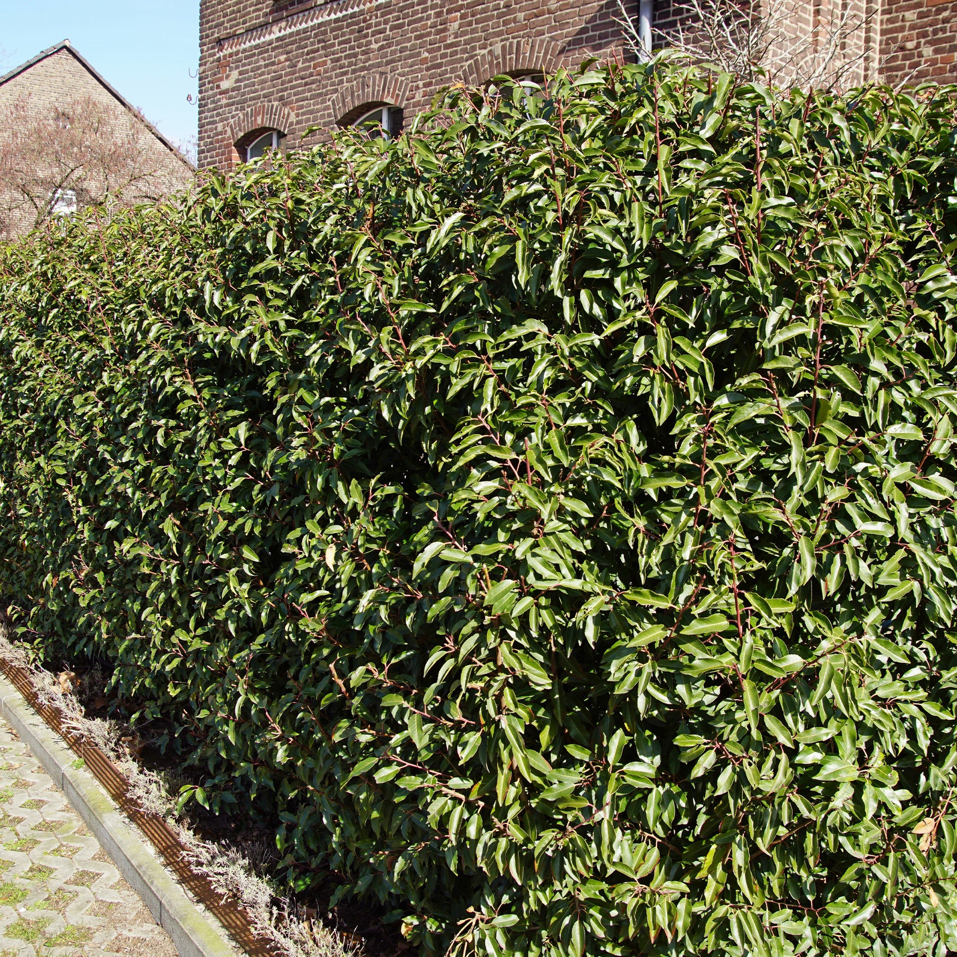 Portugese laurier 'Angustifolia' (x3) - Prunus lusitanica angustifolia - Bakker