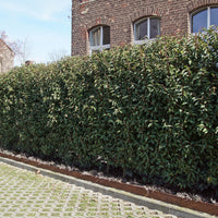 Portugese laurier 'Angustifolia' (x3) - Bakker