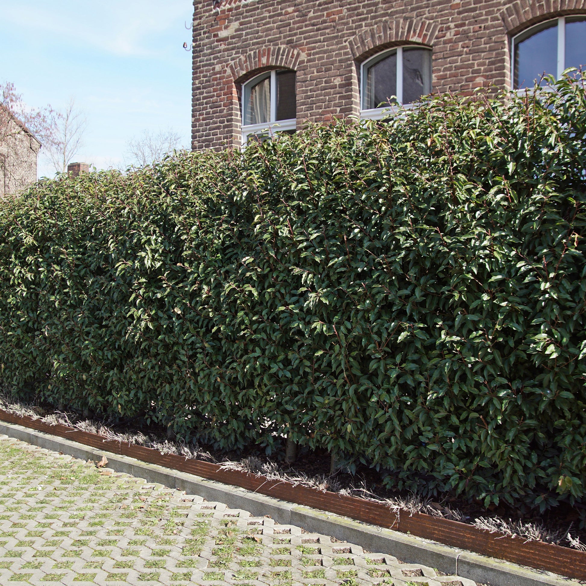 Portugese laurier 'Angustifolia' (x3) - Bakker