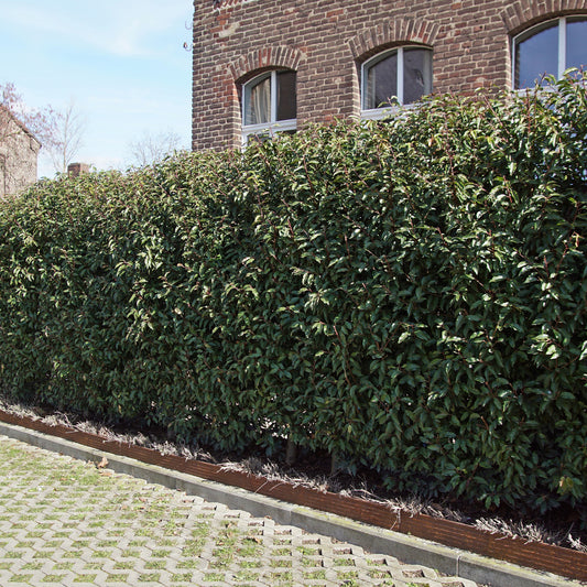 Portugese laurier 'Angustifolia' (x3) - Bakker